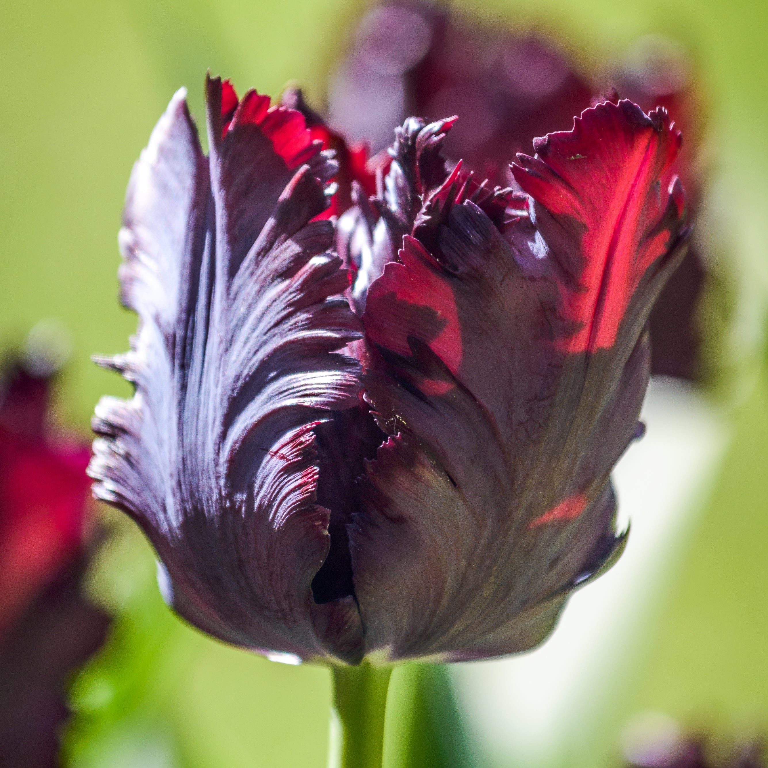 Papegøje tulipaner
